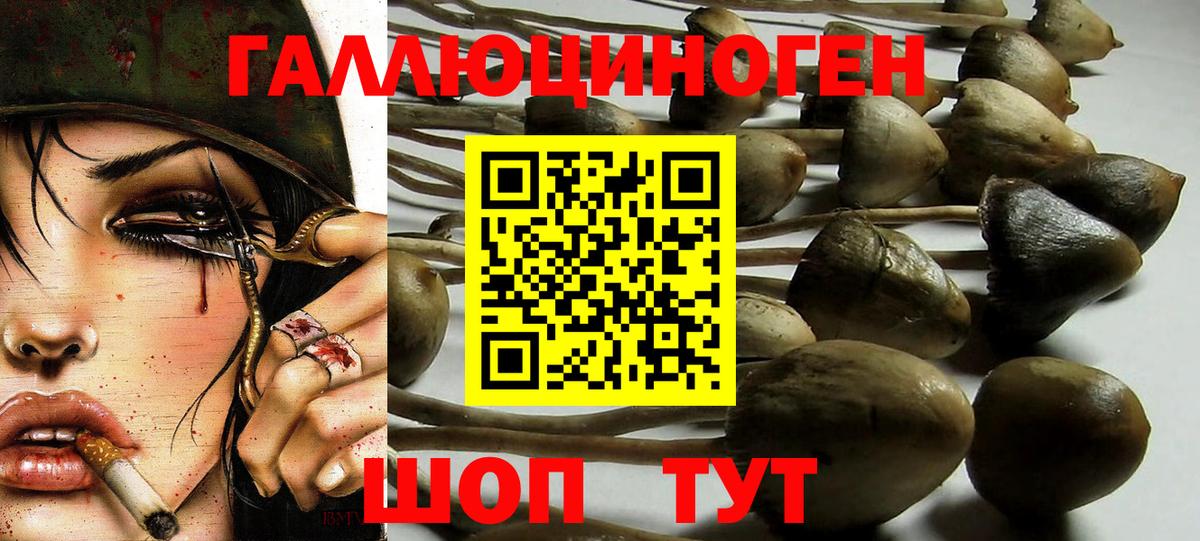 Псилоцибиновые грибы Psilocybine cubensis Грозный
